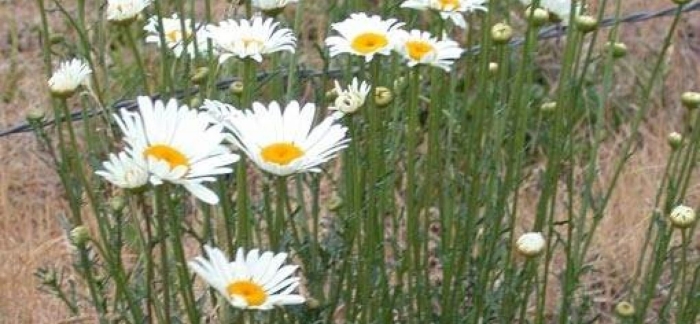 Нивяник луговой