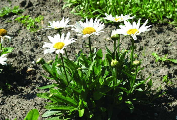 Нивяник сноу леди