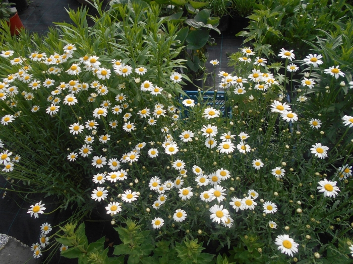 Нивяник вайт лайон