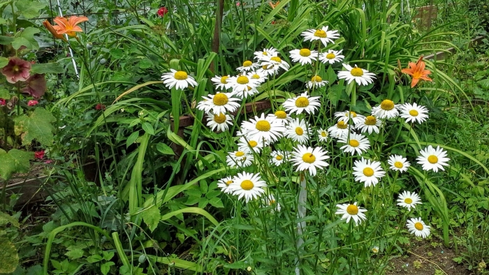 Нивяник обыкновенный поповник