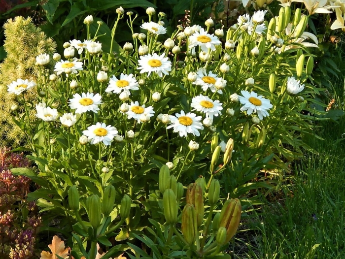 Нивяник мадонна