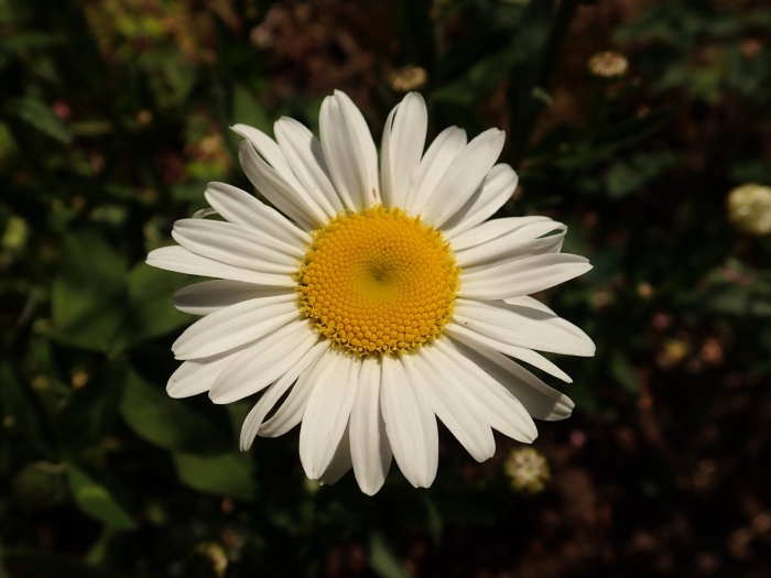 Ромашка нивяник