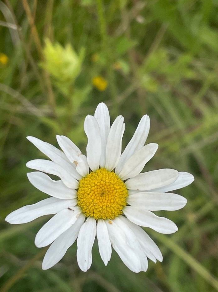 Нивяник обыкновенный поповник