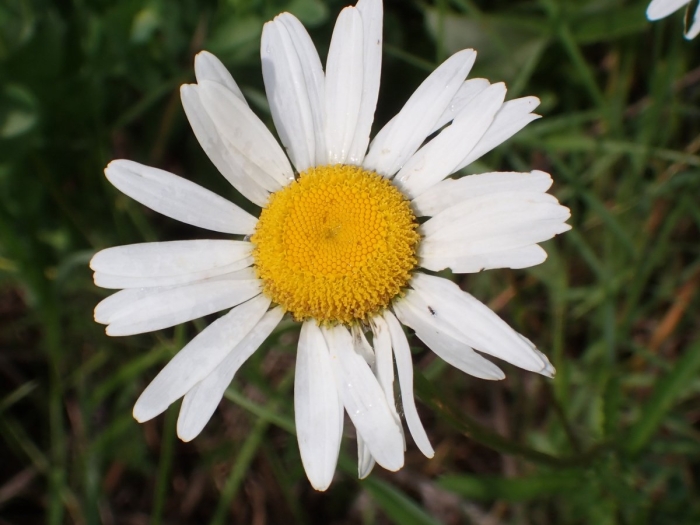 Нивяник ромашка