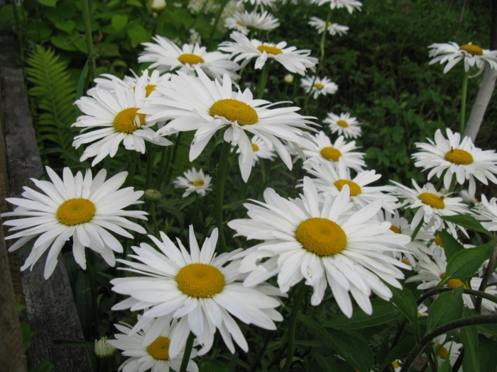 Лен и нивяник