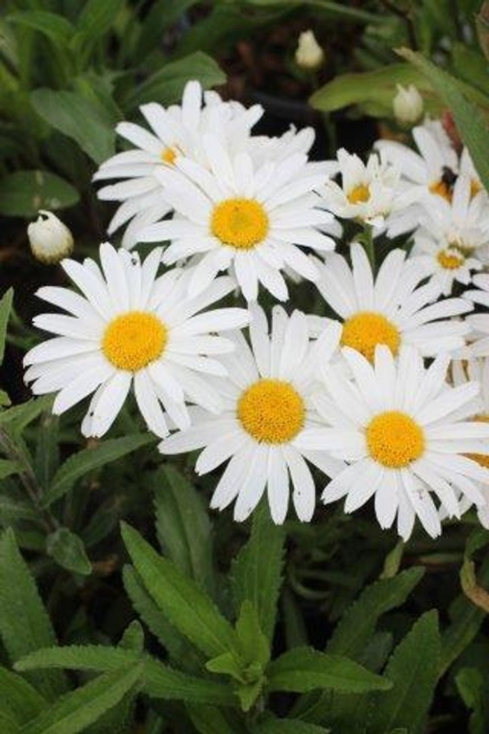 Нивяник большой