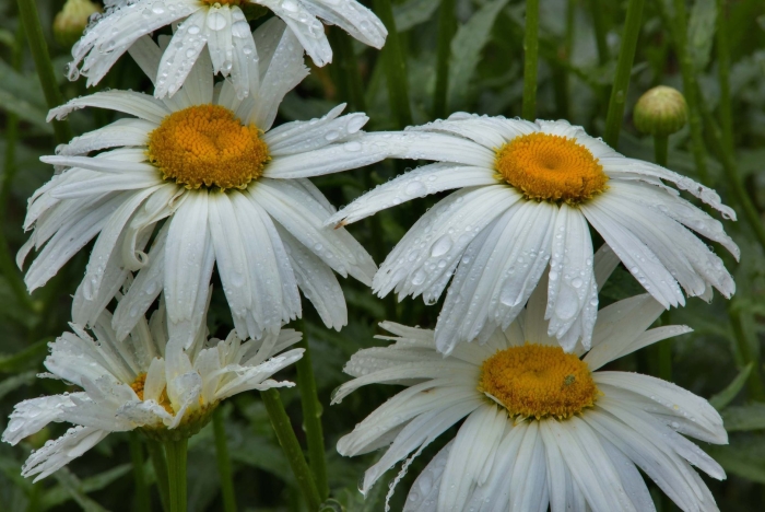 Нивяник реал глори