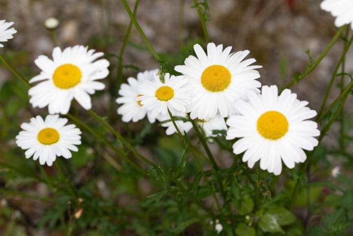 Ромашка садовая многолетняя