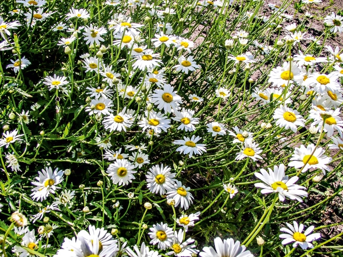 Нивяник аляска многолетник