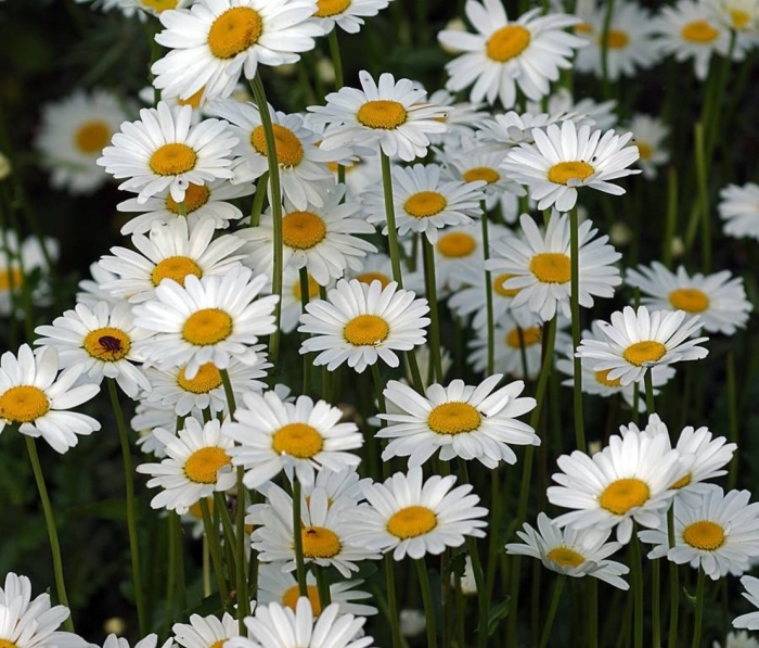 Нивяник поповник