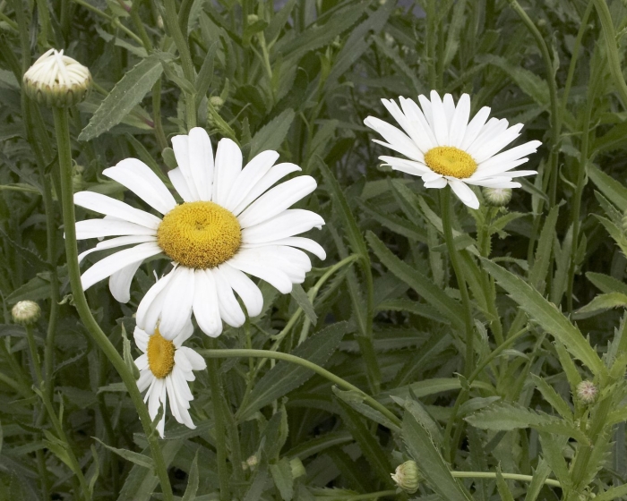 Ромашка нивяник многолетняя