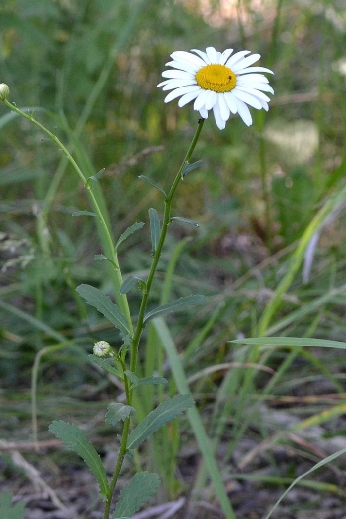 Нивяник обыкновенный луговой