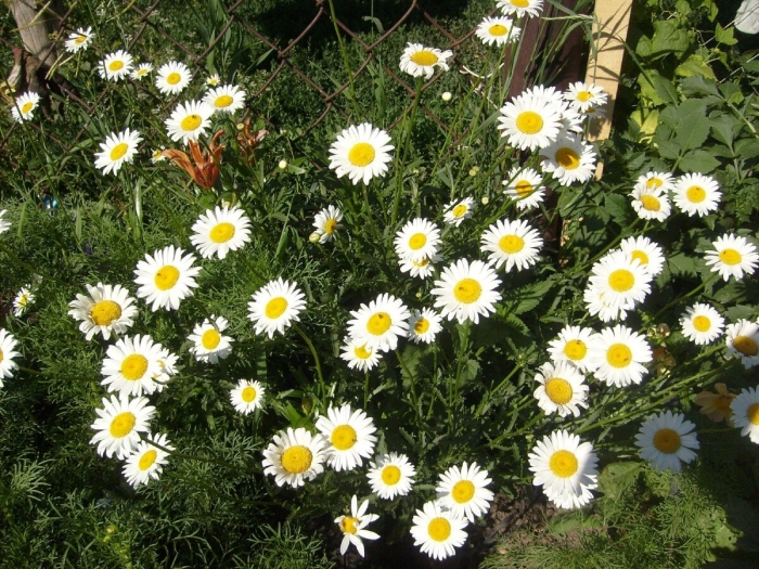 Ромашка (нивяник) мадонна