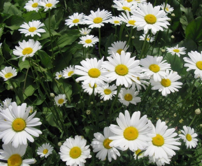 Нивяник поповник