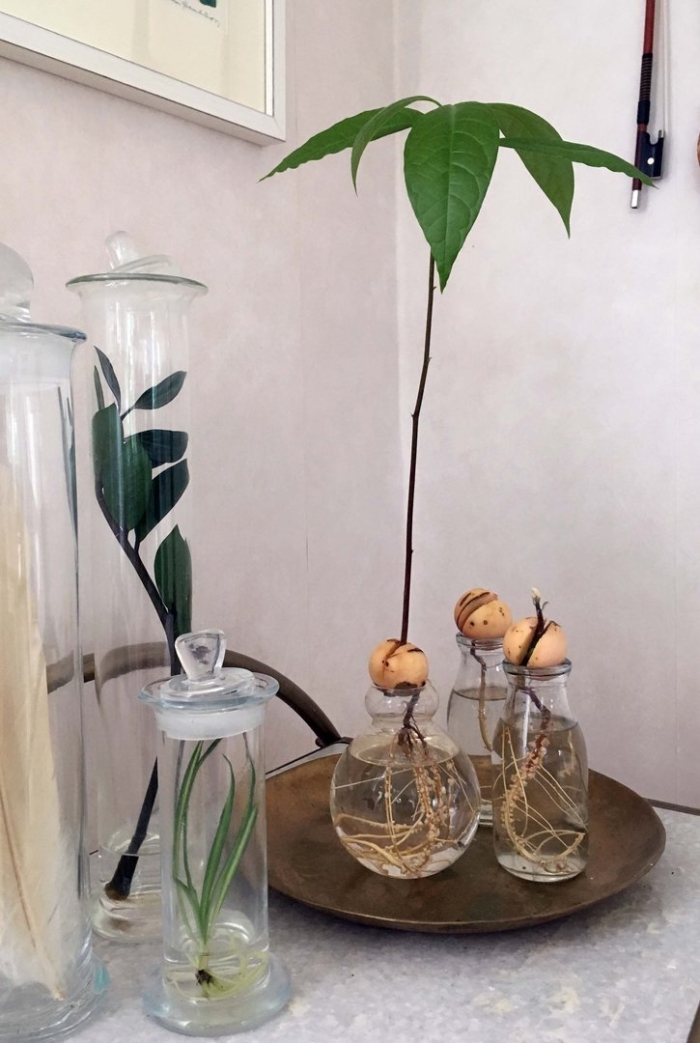 Ваза для выращивания авокадо