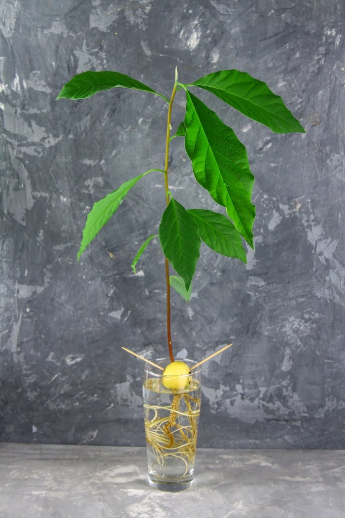 Дерево авокадо