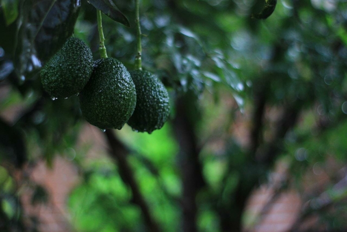 Авокадо хасс дерево