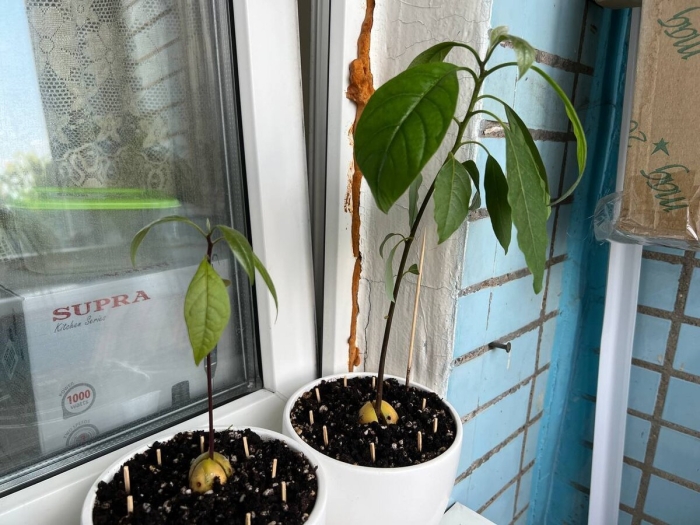 Авокадо в домашних условиях выращивание из косточки