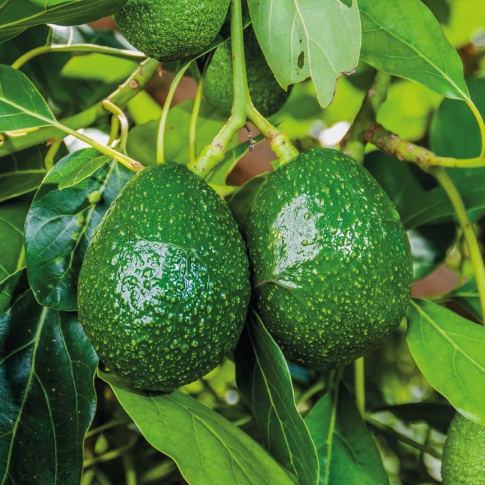 Дерево авокадо