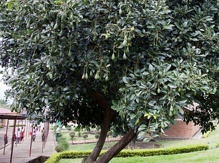 Pittosporum coriaceum