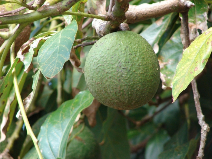 Авокадо растение