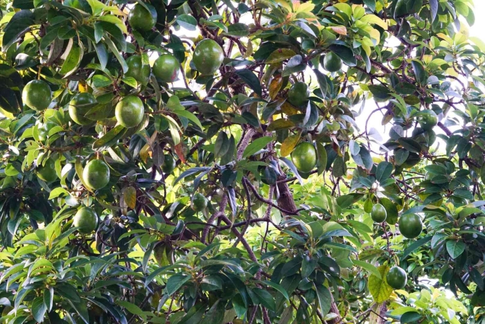 Авокадо куст или дерево