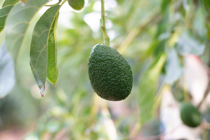 Avocado tree