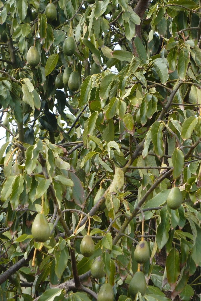 Avocado tree