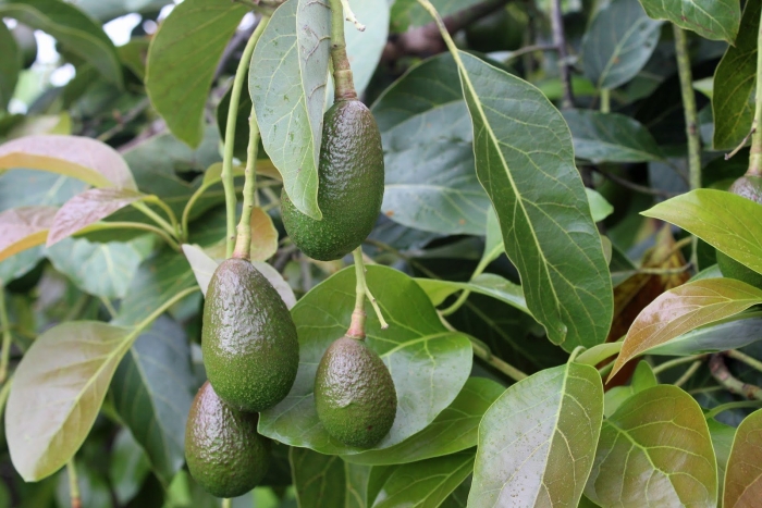 Авокадо аллигаторова груша из семейства лавровых