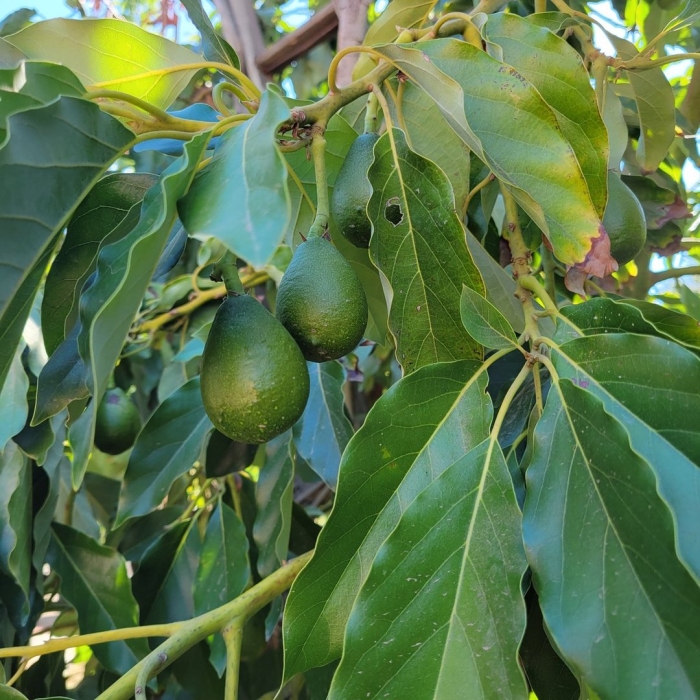 Авокадо куст