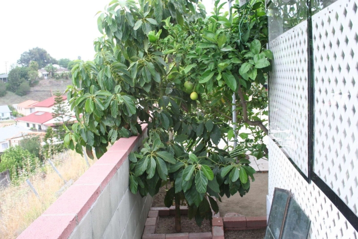 Авокадо дерево в домашних