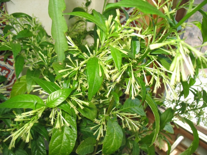 Цеструм ночной