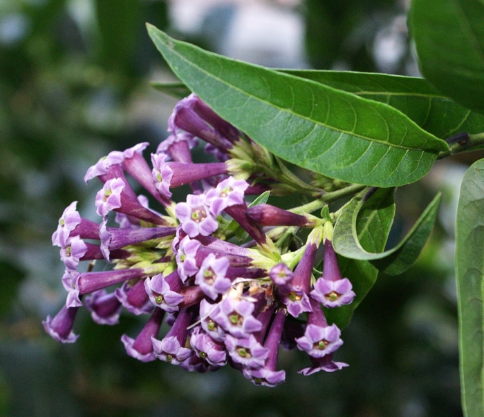 Цеструм фиолетовый