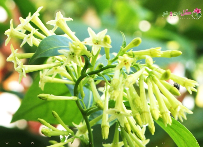 Цеструм ноктюрнум