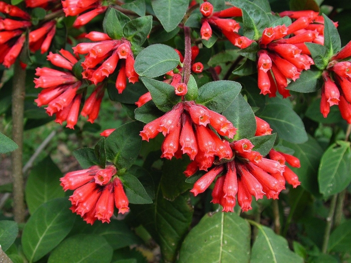 Cestrum fasciculatum