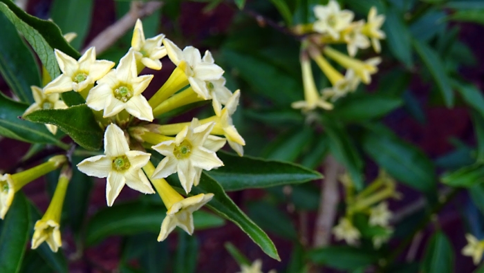 Цеструм ноктюрнум