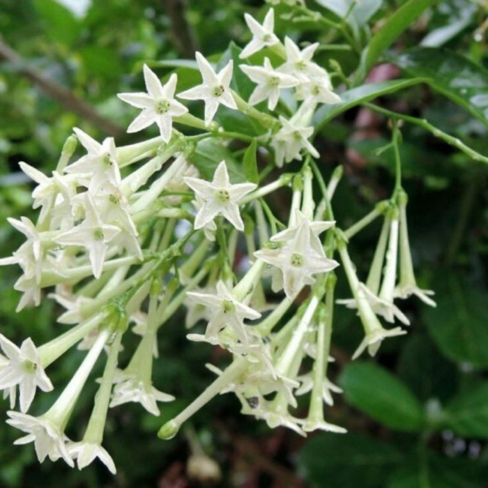 Цеструм ноктюрнум