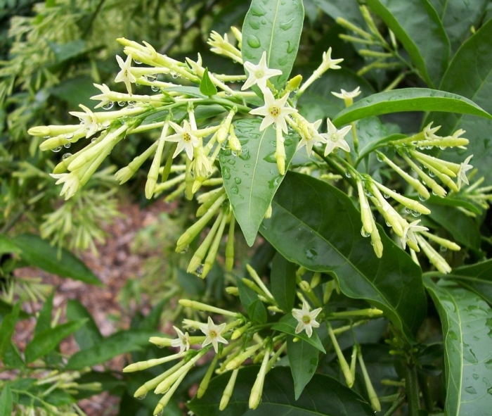 Цеструм ноктюрнум