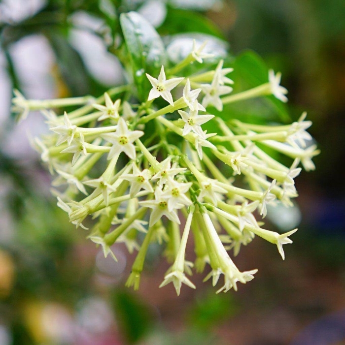 Cestrum nocturnum