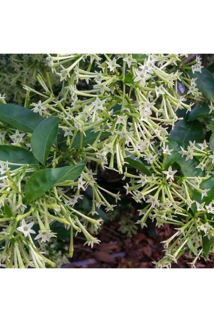 Цеструм ноктюрнум