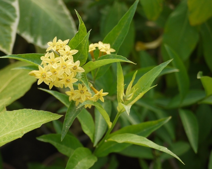 Ластовень черноватый