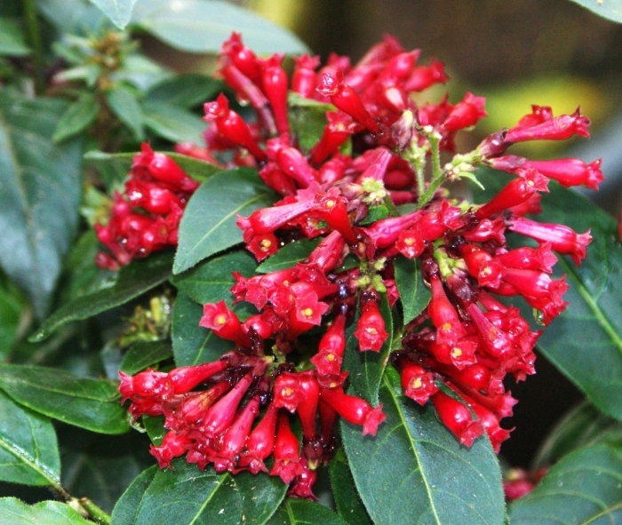 Cestrum purpureum