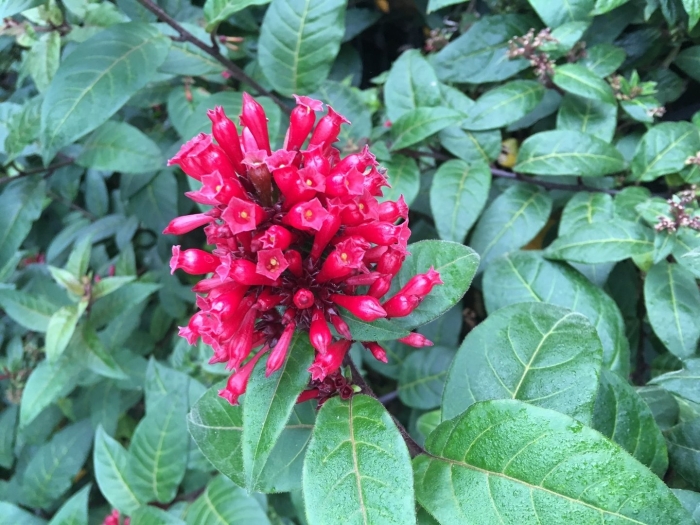 Cestrum purpureum