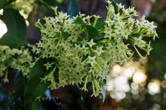 Цеструм ноктюрнум вариегата