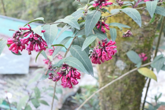 Cestrum elegans