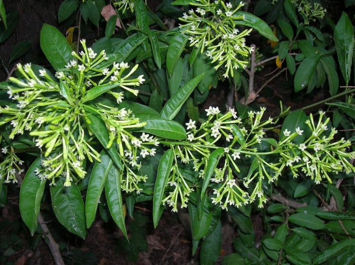 Цеструм ноктюрнум