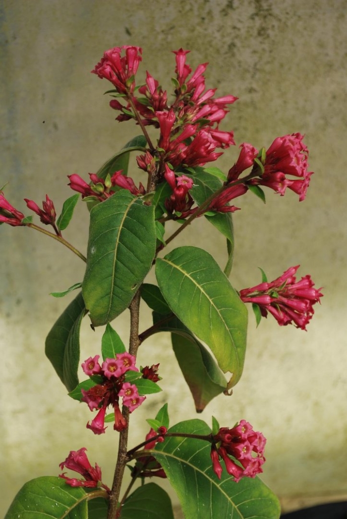 Цеструм элеганс