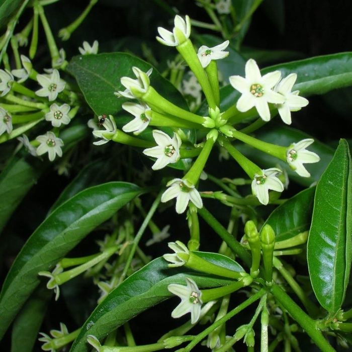 Цеструм ноктюрнум