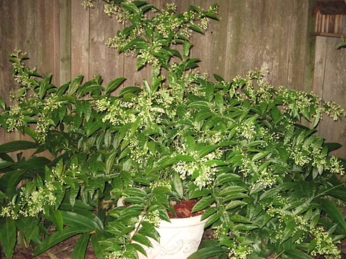 Trachelospermum jasminoides