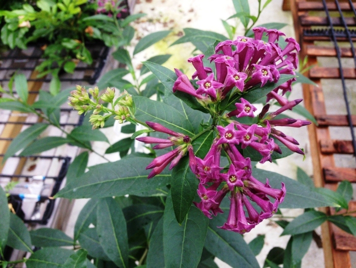 Цеструм фиолетовый